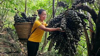 FULL VIDEO 150 Days Harvest Fruit Chili Sapodilla Peanut go market sell  Cooking Gardening [upl. by Semaj504]