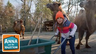 Ein Tag beim Zootierpfleger  Info für Kinder  Anna und die Haustiere  Spezial [upl. by Merwyn]