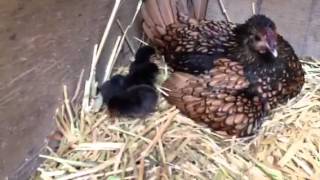 Sebright Bantam Hen [upl. by Randal]