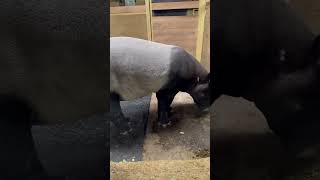 Big tapir [upl. by Acilef]