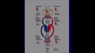 Lymphatics and Body Defenses Pt 2  Respiration 103124 [upl. by Radley]