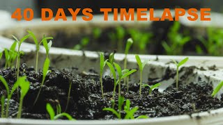 Poppy Timelapse from seed  first 40 days of growth  Mohn Zeitraffer [upl. by Ddal]