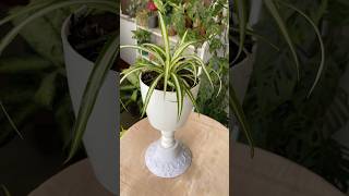 DIY Lamp Plant pot gardening plants indoorplants [upl. by Lula]