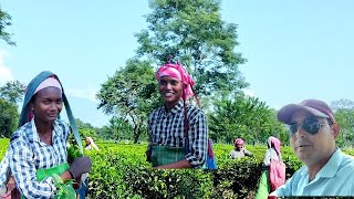 Natural Beauty Of Adivasi Women Of The Tea Garden West Bengal India  userdvlogs225 [upl. by Arracat498]