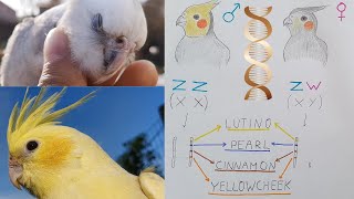 Cockatiel colors explained  mutations and genetics [upl. by Ikoek]