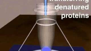 SDS page electrophoresis [upl. by Oap]