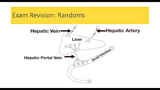 Leaving Cert RevisionRandom ElementsBiology BugbearsImportant for 2024 [upl. by Notsahc14]