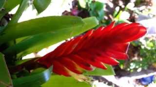 Bromeliad  Vriesea splendens  Flaming Sword  Top 10 Bromeliads HD 04 [upl. by Stronski669]