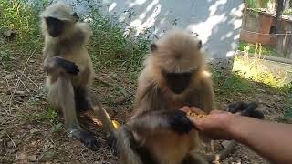 smiling  😃monkey comedy funny short movies ❤️ [upl. by Navnod]