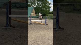 🔝🔛 showjumping haflinger Szilaj [upl. by Baggett]