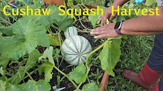 Cushaw Squash Harvest [upl. by Marlie762]