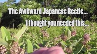 The Awkward Japanese Beetles In Slow Motion how do they survive [upl. by Ledah985]