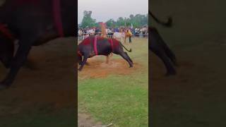 Bahut bada incident ho gaya buffalo youtubeindia youtubeshorts shortsvideo shorts officalvideo [upl. by Hgielsel915]