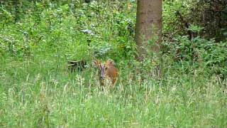 Muntjac Buck cant resist the squeek [upl. by Rogovy]