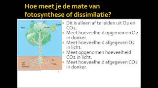 6 samenhang assimilatie dissimilatie [upl. by Hound703]