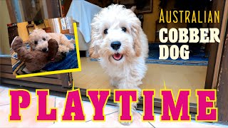 PLAYTIME  Mia Australian Cobberdog 4 12 month old [upl. by Annawyt]