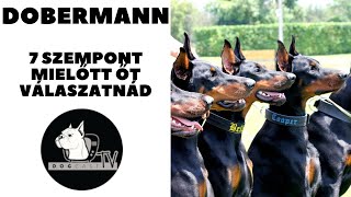 Mielőtt kutyát vennél  A DOBERMANN  7 fontos szempont DogCast TV [upl. by Noella]