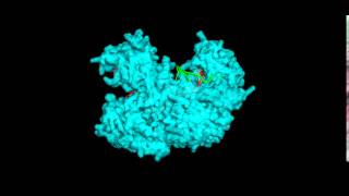 Argonaute protein with target and guide RNA bound [upl. by Ahsekam]