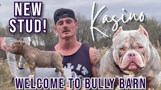 Welcome to Bully Barn Kasino New stud introduction [upl. by Dolphin]