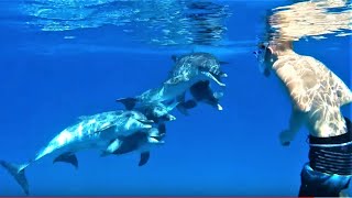 WILD DOLPHINS go CRAZY scanning swimmer [upl. by Nelg]