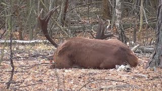 The red stag was injured in a fight during the rut It is recovering [upl. by Haeckel]