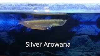 11 Silver Arowana [upl. by Casavant661]