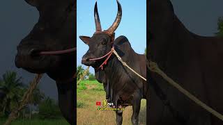 SivaGuru💥jallikattu mass new eruthattam shorts [upl. by Naanac]