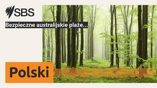 Bezpieczne australijskie plaże  SBS Polish  SBS po polsku [upl. by Port91]