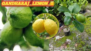 West Bengals Most Famous aromatic Lemon GANDHRAJ brandnursery plants lemon 91 95474 55636 [upl. by Luelle]