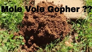 Is it a Mole Vole or Gopher  How to Tell by Their Mounds [upl. by Chadwick]