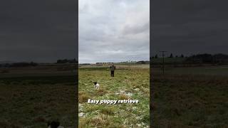 Gundog training puppy retrieve Springer Spaniel how to dog training [upl. by Lennie863]