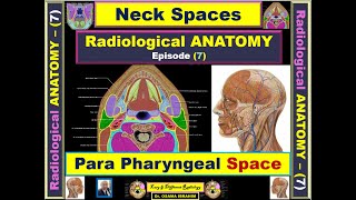 Anatomy 7 Neck Spaces Parapharyngeal Space [upl. by Jenette]