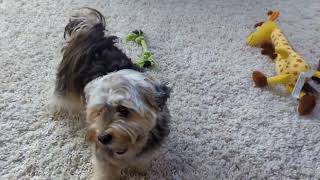 Cute morkie barking [upl. by Mercie291]