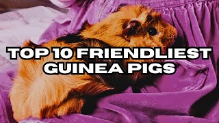 Top 10 Friendliest Guinea Pigs [upl. by Anilave]