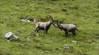 Steinböcke Capra ibex  Kaunertal [upl. by Aba680]