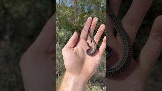 BABY SNAKE gartersnake harmless snake snakes harmless cutesnake snakecatch herping [upl. by Colver364]