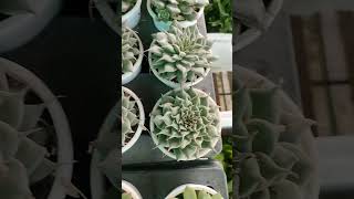 Succulent plant succulent nursery [upl. by Haikezeh806]