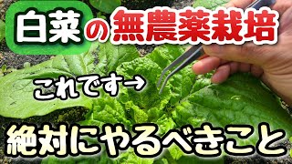 【白菜の無農薬栽培】結球が始まる前に絶対にやるべきこと [upl. by Wharton455]