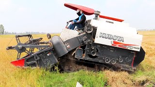 Nice Activities Kubota DC70Plus Rice Harvester Machinery Skills Operator Working Cropping Rice Farms [upl. by Vardon]