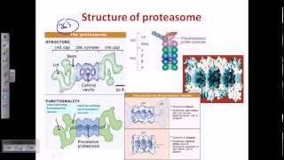 Ubiquitination protein degradation [upl. by Claudian84]