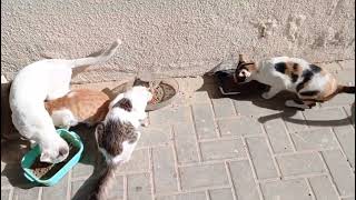 Cats Eating healthy food 😋😋😋 [upl. by Etolas584]