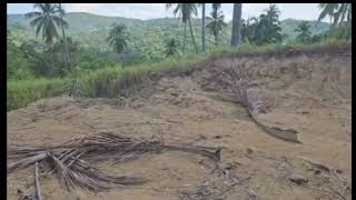 Farm lot for sale with 1000 plus coconut trees Aloguinsan Cebu Philippines 200sqm [upl. by Belia]