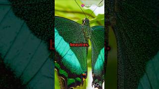 Top 10 Most Beautiful Butterfly species butterfly 🦋🦋 [upl. by Limann]