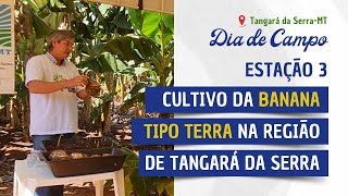 PRODUÇÃO de MUDAS de Banana da Terra VARIEDADE TERRAANÃ BRS TERRAANÃ [upl. by Aicitel]