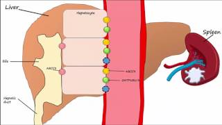 Hemoglobin BreakdownMetabolism [upl. by Territus955]