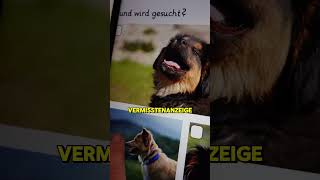 Hund vermisst  Adjektive und deren sprachliche Leistung  Sternstunde [upl. by Ener]