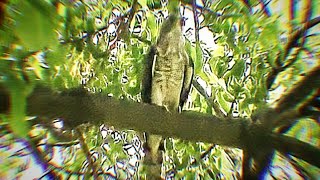 Call or Song of Common hawk cuckoo or Brainfever bird or Hierococcyx varius Closeup [upl. by Ahsile]