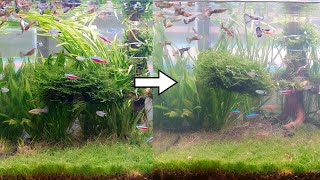 Be sure to plant tall aquatic plants in the back Green Day 12 [upl. by Phillis]