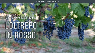 I vini rossi dellOltrepÃ² Pavese  Tannico [upl. by Ylera]