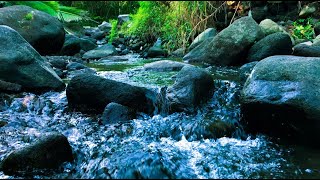 Calming forest sounds for Sleeping Soothing Headache Pain amp Anxiety Relief Relaxing River Sound [upl. by Litton702]